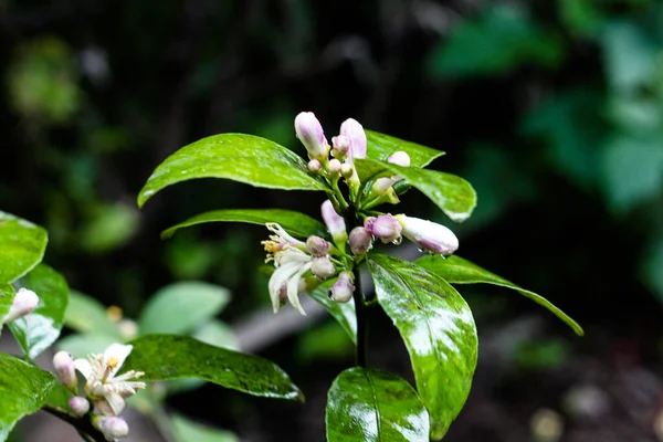 Junger Zitronenzitrusbaum in voller Blüte — Stockfoto