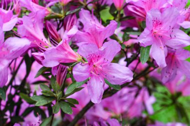 Açelya çiçeğinin pembe yaz çiçeği romantik arka planı