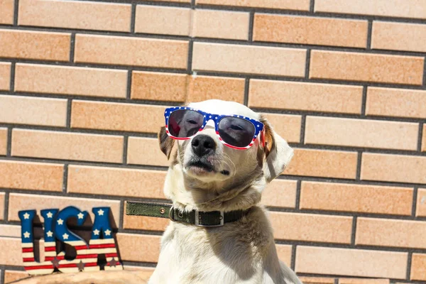Proud American white dog celebrates Fourth of July summer holiday. A patriot dog with sunglasses in American flag colors standing outdoors at the brick wall — Stock Photo, Image