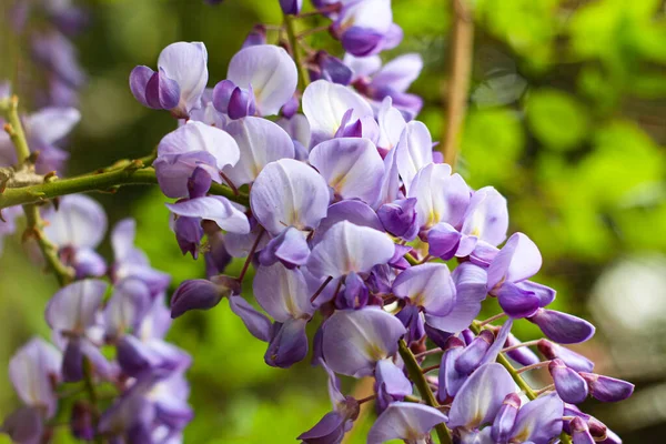 Primo piano di Bella viola colorato primavera estate sfondo con glicine — Foto Stock