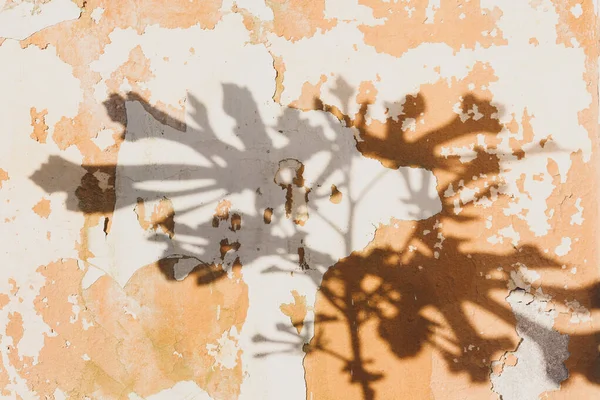 Schaduw silhouet van een plant met grote bladeren op oker achtergrond — Stockfoto