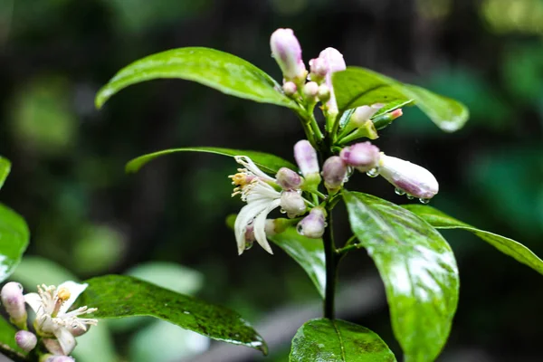 Junger Zitronenzitrusbaum in voller Blüte — Stockfoto