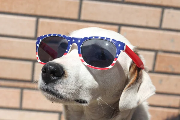 Um retrato de um cão comemorando o dia da independência de 4 de julho — Fotografia de Stock