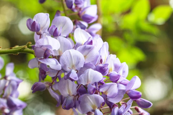 Nahaufnahme von lila Frühling Sommer Hintergrund mit Glyzinien — Stockfoto