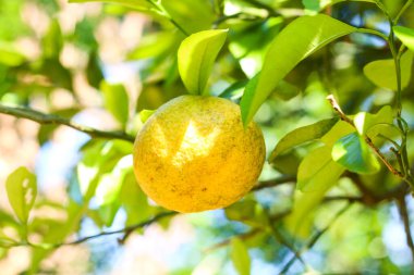 Ağaçta yetişen taze narenciye.