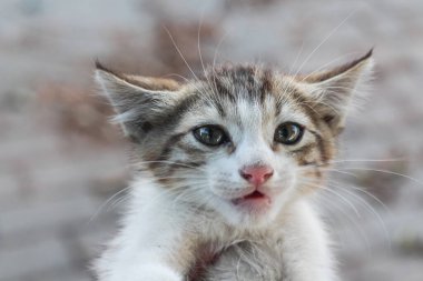 Kameraya bakan üzgün gözlü sevimli beyaz kedi.