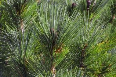 Cüce sedir. Kış mevsiminden kalma yeşil kozalaklı iğne dalları.