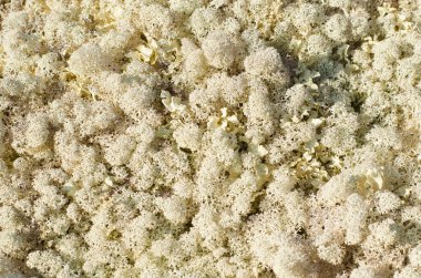 Kuzey yosunlarının mozaik saplarının hafif arkaplanı.