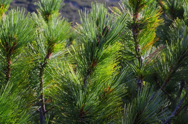 Sfondo Dalle Cime Rami Verdi Albero Conifere Primo Piano — Foto Stock