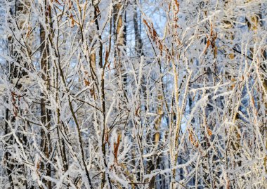 Bir orman ağacının ince dallarının dokusu bir buz kabuğuyla kaplıdır..