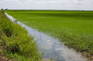 Suda yetişen yeşil pirinç ekinleri, mavi gökyüzünün arka planında.