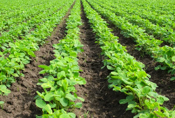 Koyu toprak üzerinde yeşil fasulye filizleri..