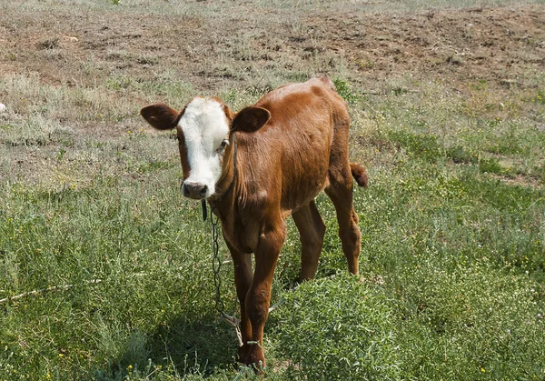 buzağı mera üzerinde