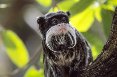 Emperor Tamarin looking around sat in tree amongst leaves in a Zoo clipart