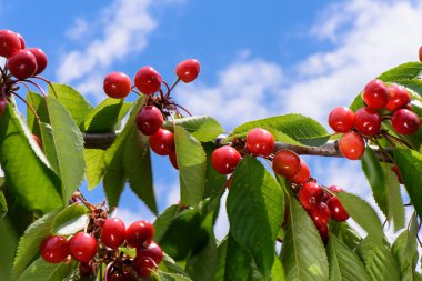 Red and yellow cherries with green leaves on a tree