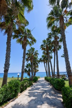 Palmiye ağaçları yol protaras Beach Kıbrıs adasında denizde