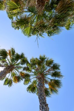 Palmiye ağaçları ile güneş ve mavi gökyüzü, protaras beach, Kıbrıs Adası, yukarıdan aşağıya doğru üstten görünüm