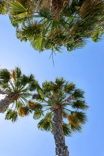 Palmiers avec soleil et ciel bleu, plage de protaras, île de cyprus, vue de bas en haut — Photo