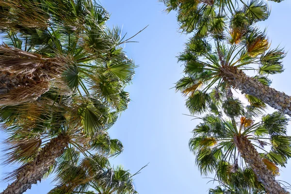 Palmiers avec soleil et ciel bleu, plage de protaras, île de cyprus, vue de bas en haut — Photo