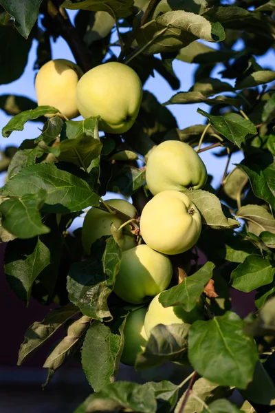 在果园里的树枝上绿色熟透了的苹果的照片特写 — 图库照片