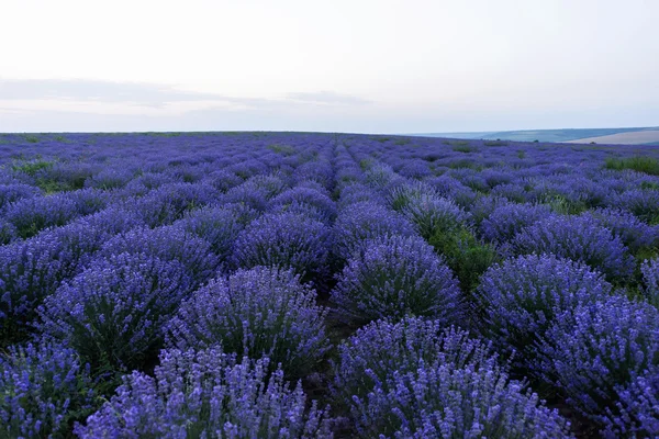 Photo de fleurs violettes dans un champ de lavande en fleurs au coucher du soleil, moldova — Photo