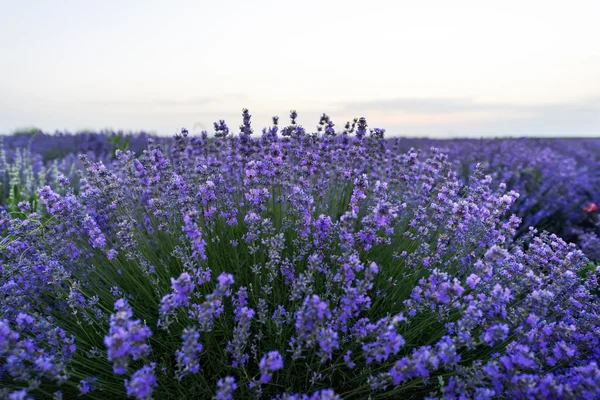 Zdjęcie z purpurowe kwiaty w pole lawendy kwitną na zachód, Mołdawia — Zdjęcie stockowe