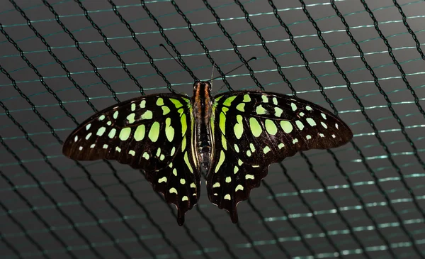关闭了与网格上的黑色翅膀立场上的绿点大棕色蝴蝶的照片. — 图库照片