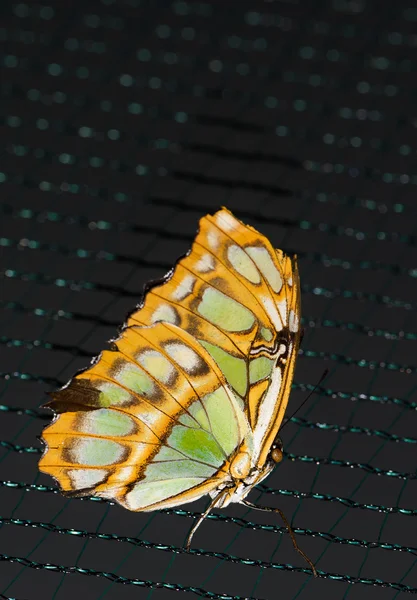 关闭了带有黄色翅膀站在网格上的绿点大棕色蝴蝶的照片. — 图库照片