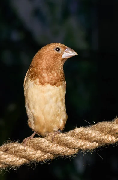 太いロープに小さな茶色の鳥の写真をクローズ アップ. — ストック写真