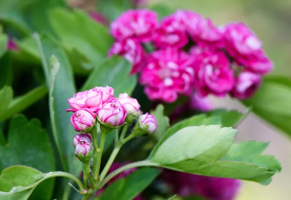 De cerca foto de flores rosadas en flor en el árbol verde en primavera, enfoque poco profundo — Foto de Stock