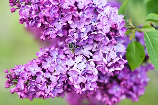 ソフト グリーン背景と花粉蜂、浅いフォーカス春ライラックの花のマクロ画像 — ストック写真