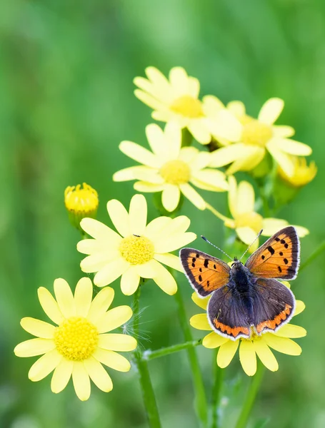 黄色的花在春天在绿草背景上，棕色蝴蝶的照片. — 图库照片