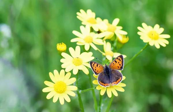 Foto de mariposa marrón sobre flores amarillas en primavera sobre fondo de hierba verde . —  Fotos de Stock