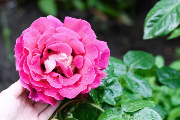 De cerca foto de la mano femenina sosteniendo una hermosa rosa rosa con gotas de agua en la lluvia . —  Fotos de Stock