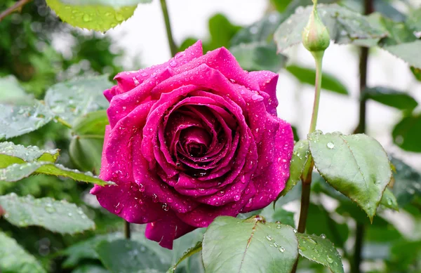 Foto de cerca de la hermosa rosa rosa con gotas de agua en la lluvia . —  Fotos de Stock