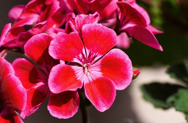 Foto de cerca de hermosas flores rojas y rosadas clavel . —  Fotos de Stock