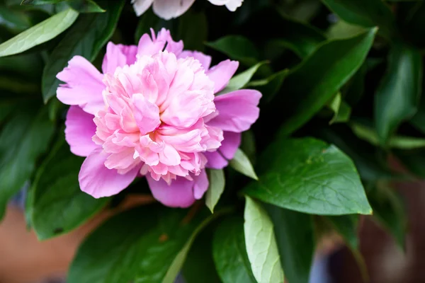 Foto de cerca de la hermosa flor de peonía rosa sobre fondo verde . —  Fotos de Stock