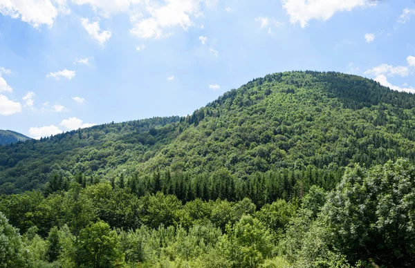Photo de forêt verte dans les montagnes de Brasov le matin, Roumanie . — Photo