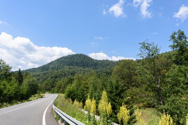 Yeşil orman ve sabah, Romanya brasov dağlarda bir yol fotoğrafı.