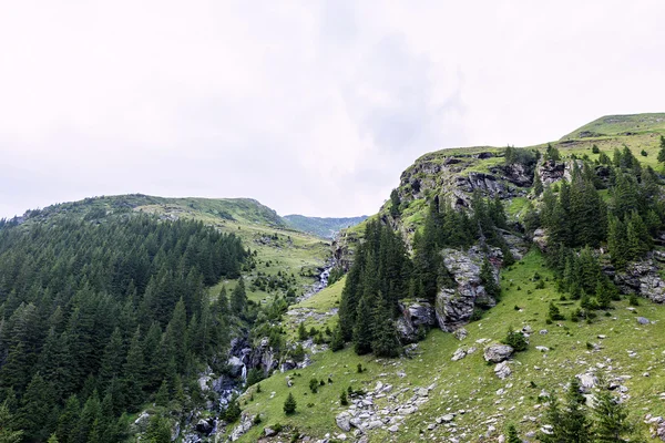 Foto de pico verde de capra, un pequeño río en las montañas fagaras, Rumania . —  Fotos de Stock