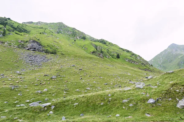 Foto de pico de capra verde, y un campo lleno de ovejas pastando en las montañas fagaras, Rumania . —  Fotos de Stock