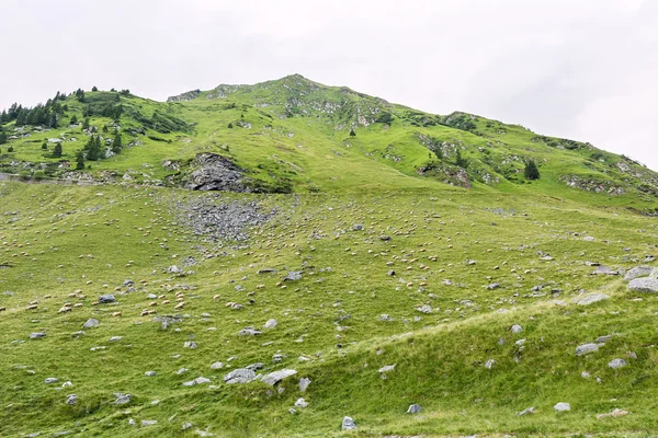 Foto van groene capra piek, en een veld vol schapen grazen in de bergen van fagaras, Roemenië. — Stockfoto