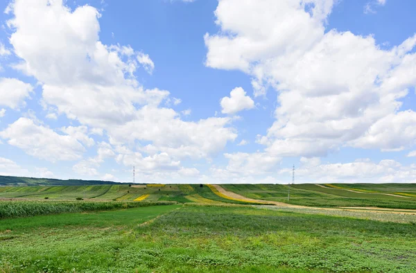 Foto de campos de trigo verde, maíz y girasol con cielo azul, Rumania . — Foto de Stock