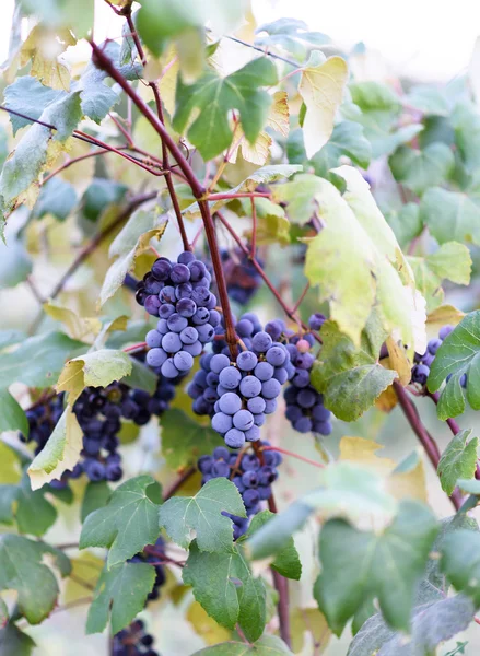 Viñas de uva en la época de cosecha en Moldavia —  Fotos de Stock