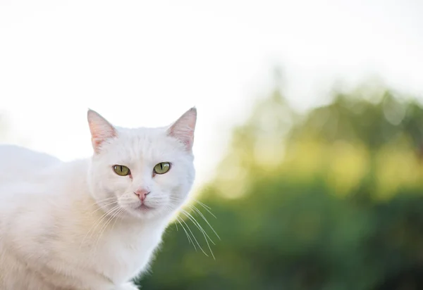 Vit katt med gröna ögon — Stockfoto