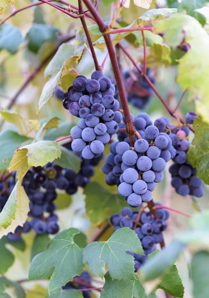 Vides de uva en la época de cosecha —  Fotos de Stock