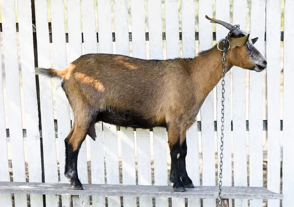 Cabra marrom em uma cerca de madeira branca, olhando para a frente — Fotografia de Stock