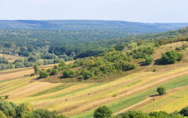 Mısır alanları ve yeşil orman manzara Moldova
