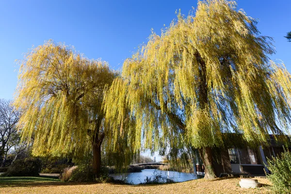 金融街ウィーンのドナウ公園の湖で来る Wilow の木 — ストック写真