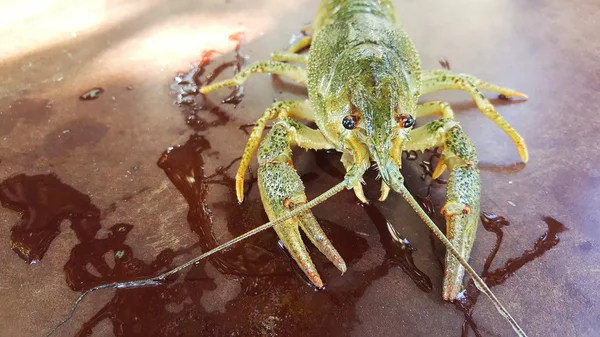 Alive green crab near a river in Moldova, close up — Stock Photo, Image